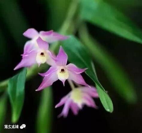 石斛蘭 種類